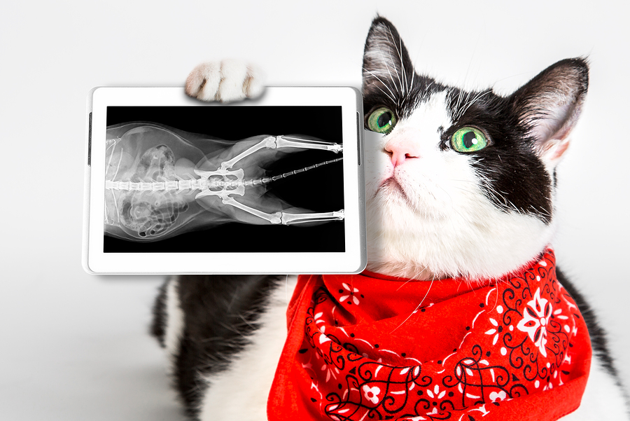 Why Pet XRAYS Make a Diagnostic Difference South Reno Vet