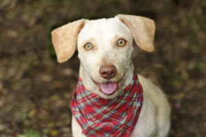 Happy dog is a white happy looking dog with cute floppy ears and his adorable pink tongue and glowing brown eyes giving a great big smile to you.