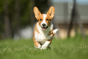 Purebred adult Welsh Corgi dog outdoors in the nature on a sunny day during late spring and early summer.